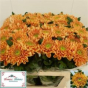 náhled RK CHRYSANT. VYŠTIP. ORANŽ.