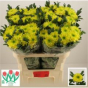 náhled RK CHRYSANT. VYŠTIP. ZEMBLA BRASIL