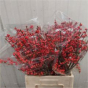 náhled RK ILEX 70CM