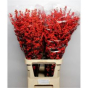 náhled RK ILEX 90-100CM