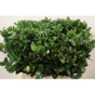 náhled RK ILEX BLUE PRINCE