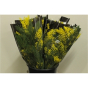 náhled RK MIMOZA FLORIBUNDA 200G