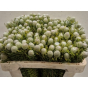 náhled RK KAAPSGREEN JADE PEARL