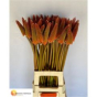 náhled RK KNIPHOFIA