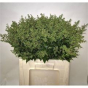 náhled RK LIGUSTRUM PLODY