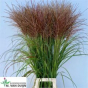 náhled RK MISCANTHUS