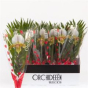 náhled RK PAPHIOPEDILUM