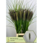 náhled RK PENNISETUM