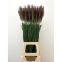 náhled RK PENNISETUM PARADISE