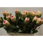 náhled RK PROTEA GRANDICOLOR