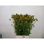 náhled RK RUDBECKIA