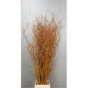 náhled RK SALIX GOLDEN CURLS
