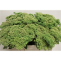 náhled RK SEDUM
