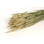 náhled RK TRITICUM-TARWE