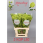náhled RK VIBURNUM ROSEUM