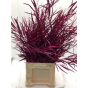 náhled RK GREVILLEA CERISE