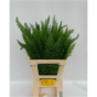 náhled RK ZELEN ASPARAGUS MEYER