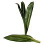 náhled RK ZELEN CORDYLINE GREEN TIE