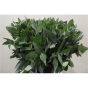 náhled RK ZELEN EUCALYPTUS ROBUSTA SVAZEK