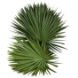 náhled RK ZELEN CHAMAEROPS PALM.LIST