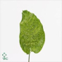 náhled RK ZELEN LIST CALATHEA