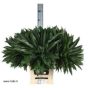 náhled RK ZELEN PHILODENDRON FUN BUN