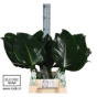 náhled RK ZELEN PHILODENDRON GREEN BEAUTY