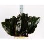 náhled RK ZELEN PHILODENDRON RED BEAUTY