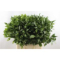 náhled RK ZELEN RUSCUS 60CM ISR