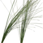 náhled RK ZELEN STEELGRASS