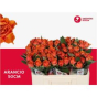 náhled RK-RUŽE VH ARANCIO 50
