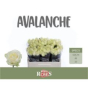 náhled RK-RUŽE VH AVALANCHE 50