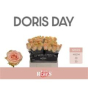 náhled RK-RUŽE VH DORIS DAY 40