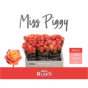 náhled RK-RUŽE VH MISS PIGGY 50