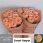 náhled RK-RUŽE VH SWEET HARPER
