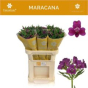 náhled RK ALSTROMERIA PURPLE