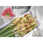 náhled RK AMARYLLIS BÍLO-RŮŽOVÝ