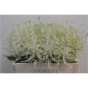 náhled RK ASTILBE BÍLÁ