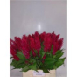 náhled RK CELOSIA PLUMOSA CERISE