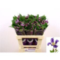 náhled RK CLEMATIS MODRÝ