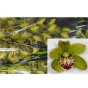 náhled RK CYMBIDIUM 10 ZELENÉ