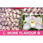 náhled RK CYMBIDIUM 10 BÍLÉ