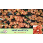 náhled RK CYMBIDIUM 9 HNĚDÉ