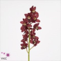 náhled RK CYMBIDIUM 9 ČERVENÉ