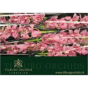 náhled RK CYMBIDIUM 6 RŮŽOVÉ