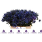 náhled RK ERYNGIUM ALPINUM