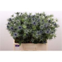 náhled RK ERYNGIUM ORION