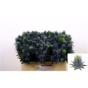 náhled RK ERYNGIUM SUPERNOVA