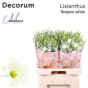 náhled RK EUSTOMA BOTANICA BÍLÁ