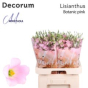 náhled RK EUSTOMA BOTANICA RŮŽOVÁ